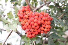 Рябина Алая крупная