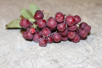 Рябина Гранатная