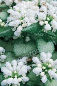 Яснотка зеленчуковая Уайт Нэнси Lamium galeobdolon White Nancy