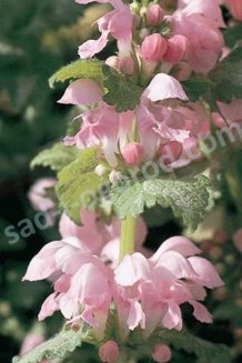 Яснотка пятнистая Пинк Пьютер Lamium maculatum Pink Pewter