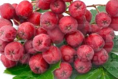 Рябина Титан Sorbus Titan
