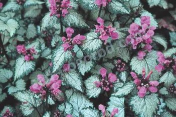 Яснотка пятнистая Бекон Силвер Lamium maculatum Beacon Silver