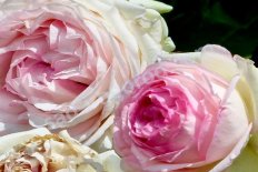 Роза плетистая Пьер де Ронсар Rose climbing Pierre de Ronsard
