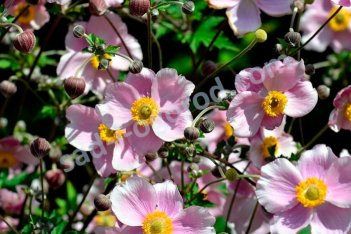 Анемона гибридная Кёниген Шарлотт Anemone hybrida Konigin Charlotte