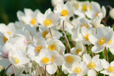 Анемона лесная Anemone sylvestris