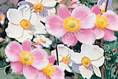 Анемона японская Anemone japonica