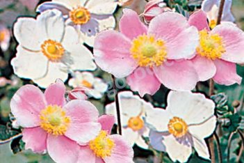Анемона японская Anemone japonica