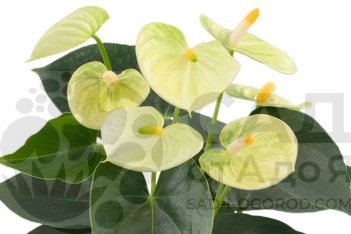 Антуриум адреанум Ванилла Anthurium Andreanum Vanilla