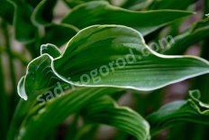 Хоста гибридная Прэинг Хэндс Hosta hybride Praying Hands