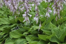 Хоста Зибольда Эклипс Hosta sieboldiana Eclipse