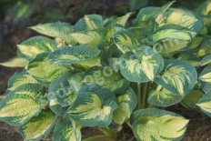Хоста Зибольда Грэйт Экспектэйшн Hosta sieboldiana Great Expectations