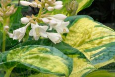 Хоста Зибольда Грэйт Экспектэйшн Hosta sieboldiana Great Expectations