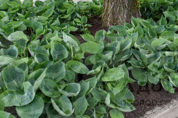 Хоста Абиква Дринкинг Гаурд Hosta hybride Abiqua Drinking Gourd