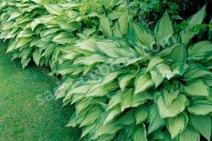 Хоста Форчуна Альбопикта Hosta fortunei Albopicta