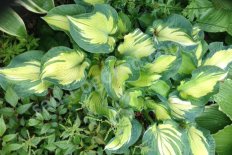 Хоста Зибольда Голден Мидоус Hosta sieboldiana Golden Meadows