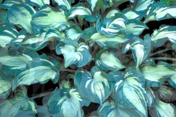Хоста Гардиан Энджел Hosta hybride Guardian Angel
