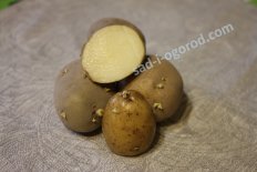 Сорт Армада картофель семенной
