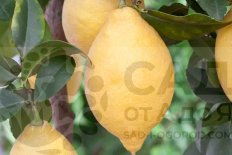 Комнатные плодовые растения: