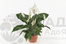 Спатифиллумы