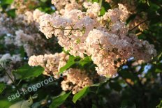 Сирень гиацинтоцветная Бюффон Syringa hyacinthiflora Buffon