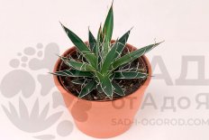 Агава Филифера /Agave Filifera или Агава Нитеносная