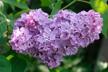 Сирень обыкновенная Космос Syringa vulgaris Kosmos