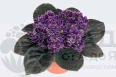 Фиалки, глоксинии, Стрептокарпусы