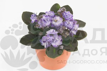 Сенполия Инова Вейв Лила Вейв Saintpaulia Inova Wave Lila Wave