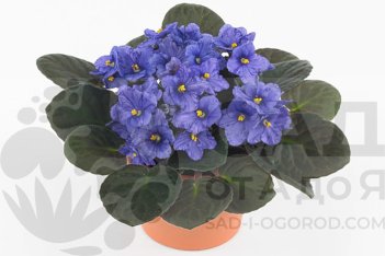 Сенполия Инова Спектра Джевел Saintpaulia Inova Spectra Jewel