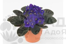 Сенполия Инова Спектра Топ Saintpaulia Inova Spectra Top