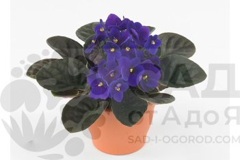 Сенполия Инова Спектра Топ Saintpaulia Inova Spectra Top