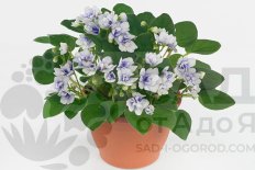 Сенполия Блумис Блювайт Saintpaulia Bloomies Bluewhite