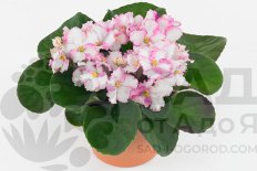 Сенполия Инова Спектра Лик Saintpaulia Inova Spectra Lieke