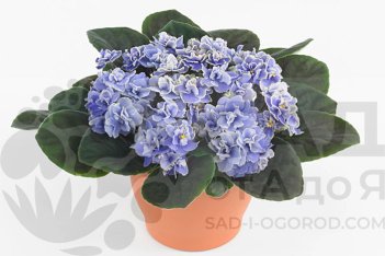 Сенполия Инова Вейв Скай Вейв Saintpaulia Inova Wave Sky Wave