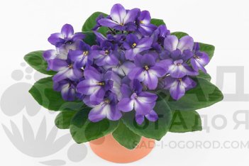 Сенполия Инова Спектра Тидропс Saintpaulia Inova Spectra Teardrops