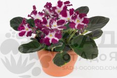 Сенполия Инова Колора Изабелла Saintpaulia Inova Colora Isabella