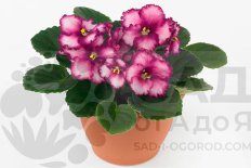 Сенполия Инова Призма Рууд Saintpaulia Inova Prisma Ruud