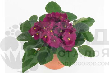 Сенполия Инова Спектра Зоуи Saintpaulia Inova Spectra Zoey