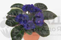 Сенполия Баллерина Ирис Saintpaulia Ballerina's Iris