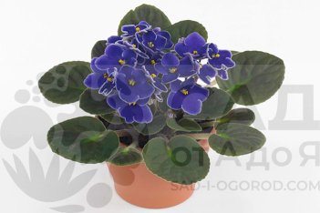 Сенполия Сильвер-Сити Роттердам Saintpaulia Silver-City Rotterdam