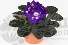 Сенполия Инова Колора Жасмин Saintpaulia Inova Colora Jasmine