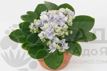 Сенполия Балерина Грация Saintpaulia Ballerina's Gratia