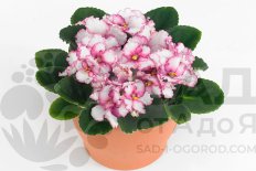 Сенполия Инова Призма Сатурн Saintpaulia Inova Prisma Saturn