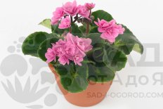 Сенполия Рококо Балет Saintpaulia Rococo Ballet