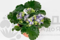 Сенполия Керлиз Оушен Фай Saintpaulia Curlies Ocean Fi