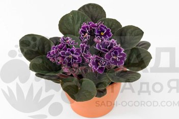 Сенполия Сити-Лайн Баттерфлай Ред Saintpaulia City-Line Butterfly Red