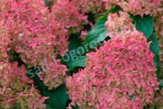 Гортензия метельчатая Квик Файер Фаб Hydrangea paniculata Quick Fire Fab