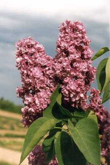 Сирень обыкновенная Гайзинькалнс Syringa vulgaris Gaizinkalns