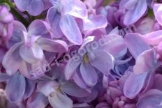 Сирень обыкновенная Мишель Бюхнер Syringa vulgaris Michel Buchner