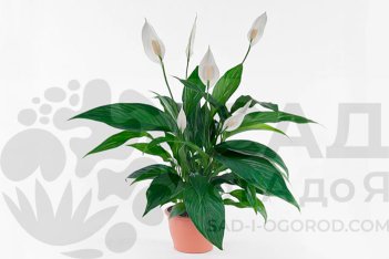 Спатифиллум Свит Джино Spathiphyllum Sweet Gino